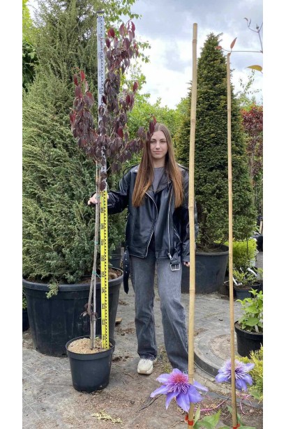 Сакура дрібнопильчаста Роял Бургунді на штамбі - 5л/вис.150-180см/Ø30-40см/ШТАМБ 130-140см